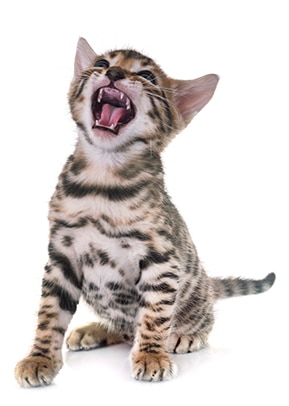 kitten-with-mouth-open Kitten yawning