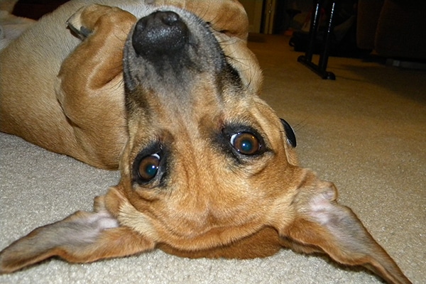 pet-dog-laying-down Relaxed dog boarding at our animal hospital