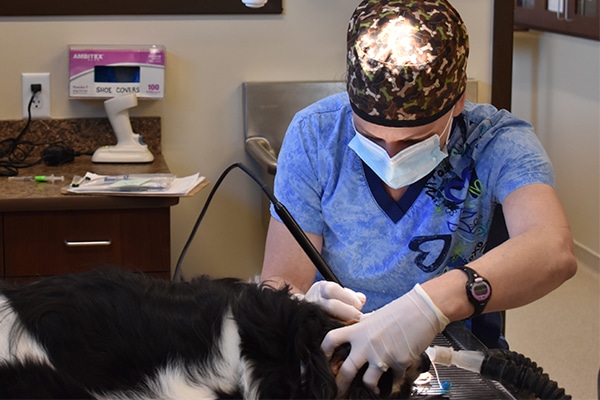 veterinarian-doing-dental-work-on-dog Vet doing dental work on a dog