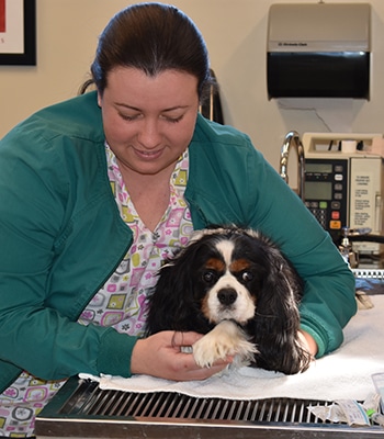waynesboro-veterinarian-diagnosing-dog Veterinarian examining a dog during pet diagnostics