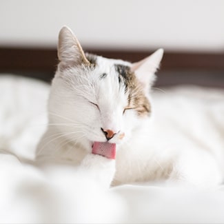 white-cat-licking-paw White cat licking her paw