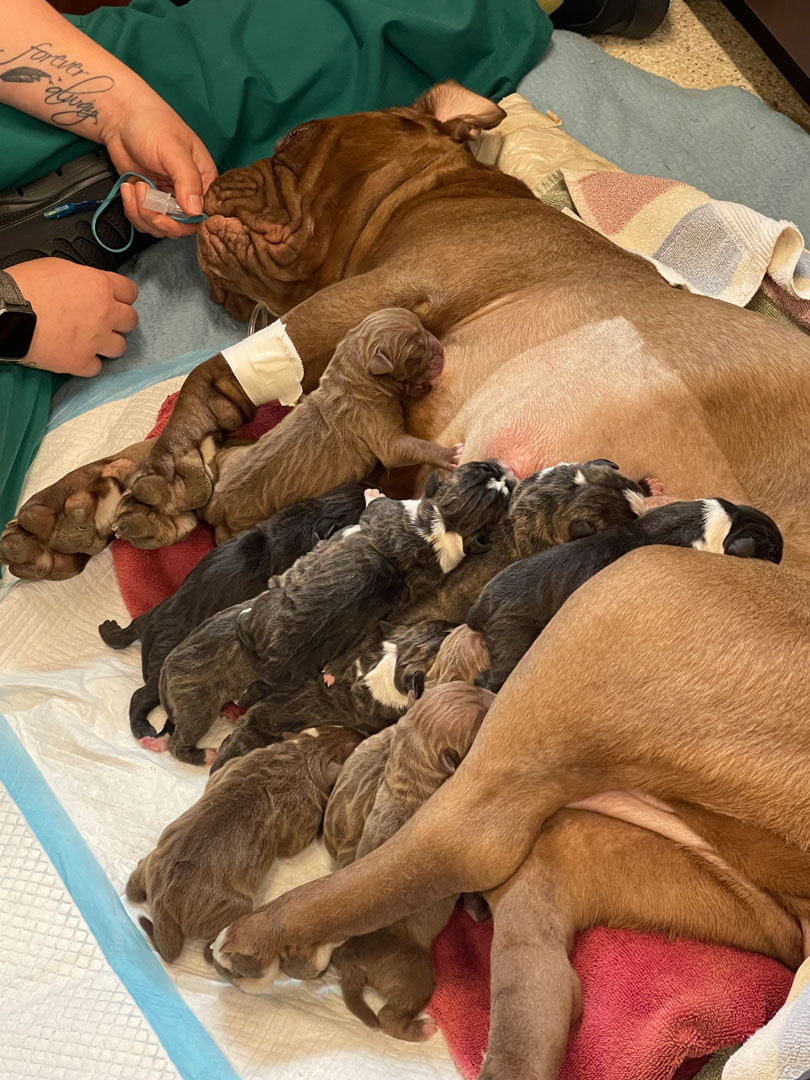 Animal-Hospital-of-Waynesboro_mama-and-her-babies Dog and her puppies